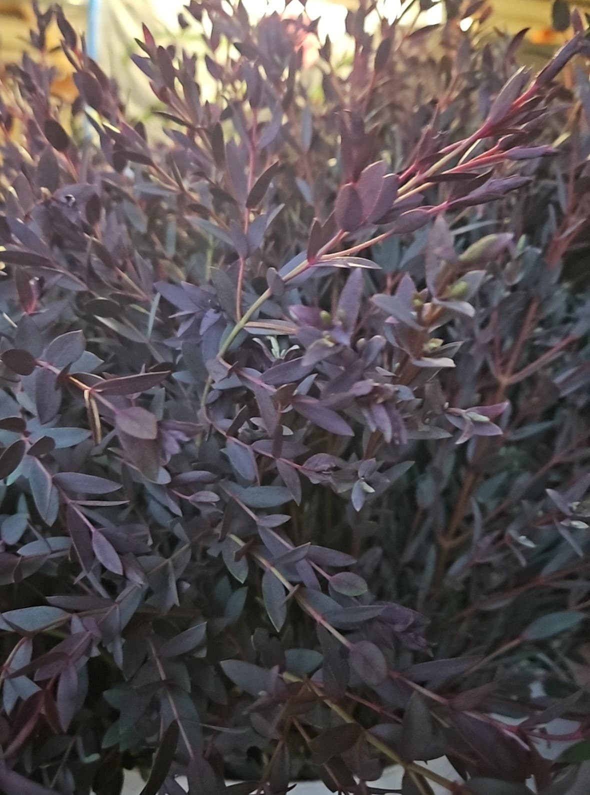 Parvafolia Purple Tinted Purple