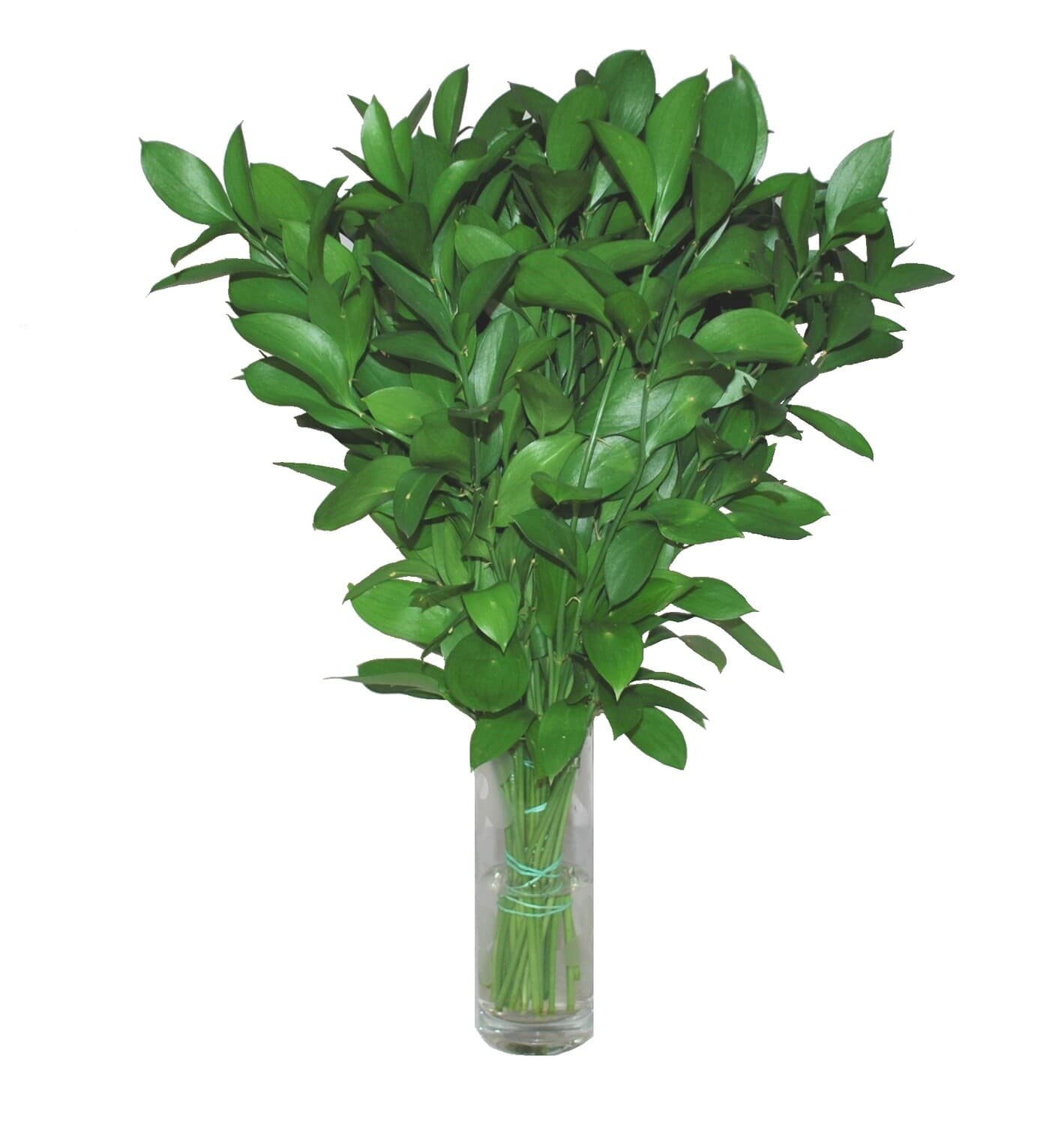 Ruscus Israeli