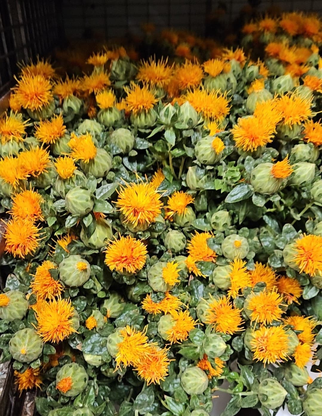 Safflower
