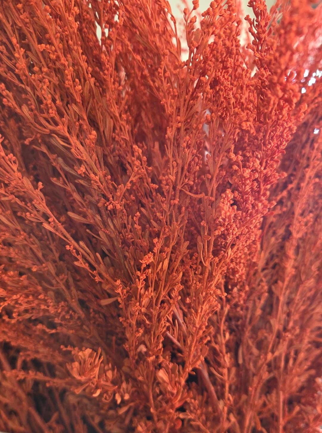 Sage Tinted Orange