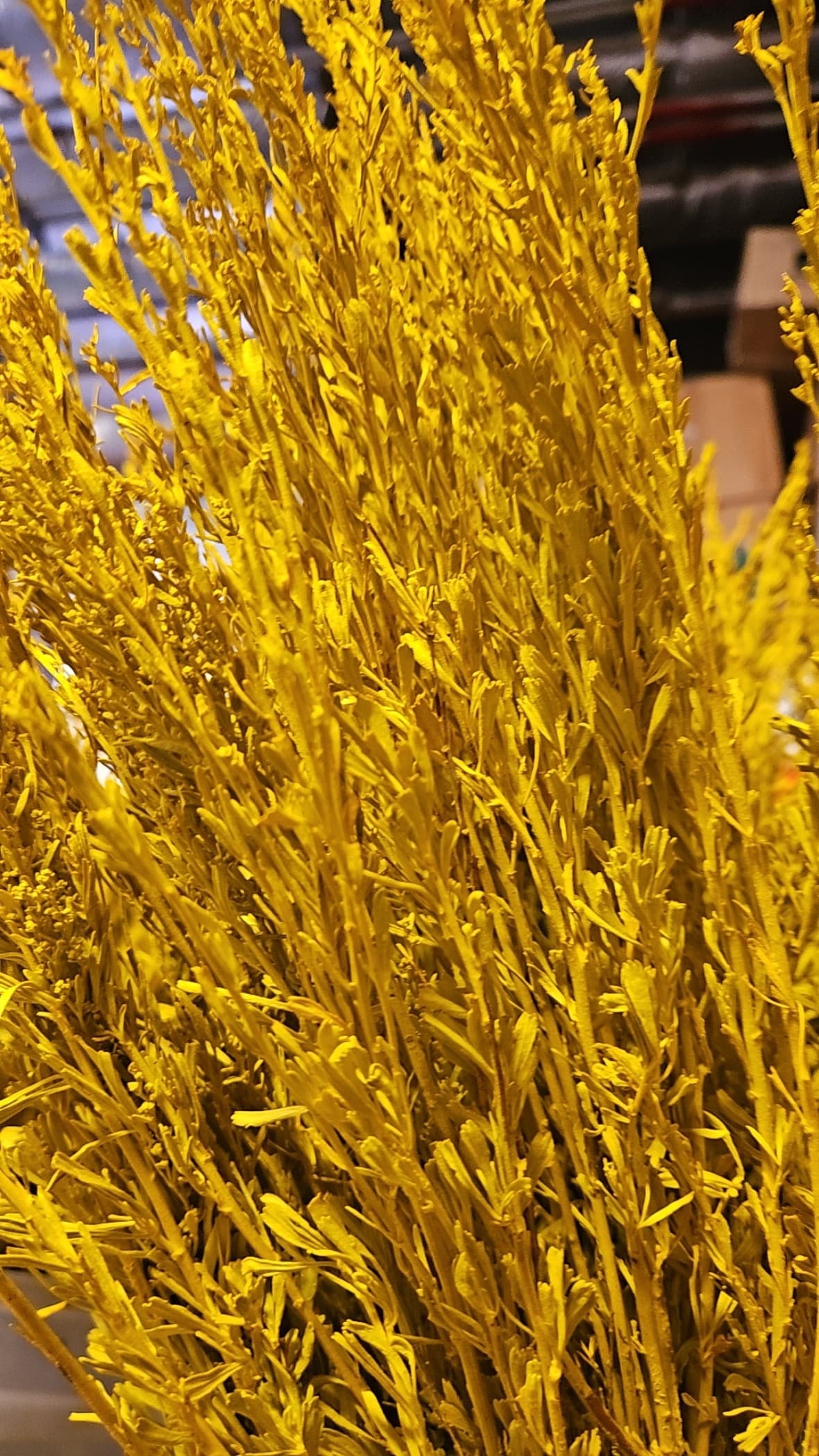 Sage Tinted Yellow
