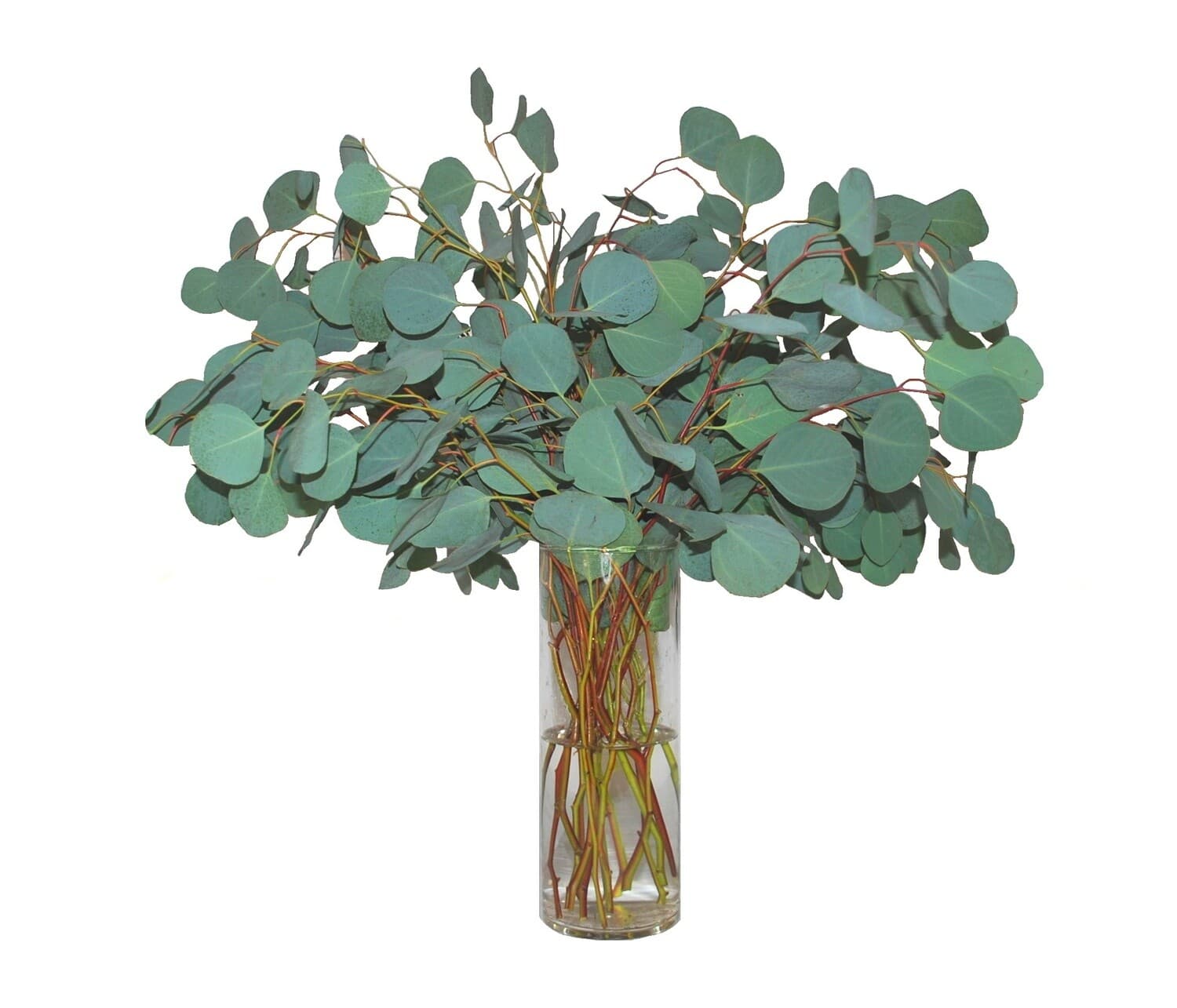 Silver Dollar Eucalyptus