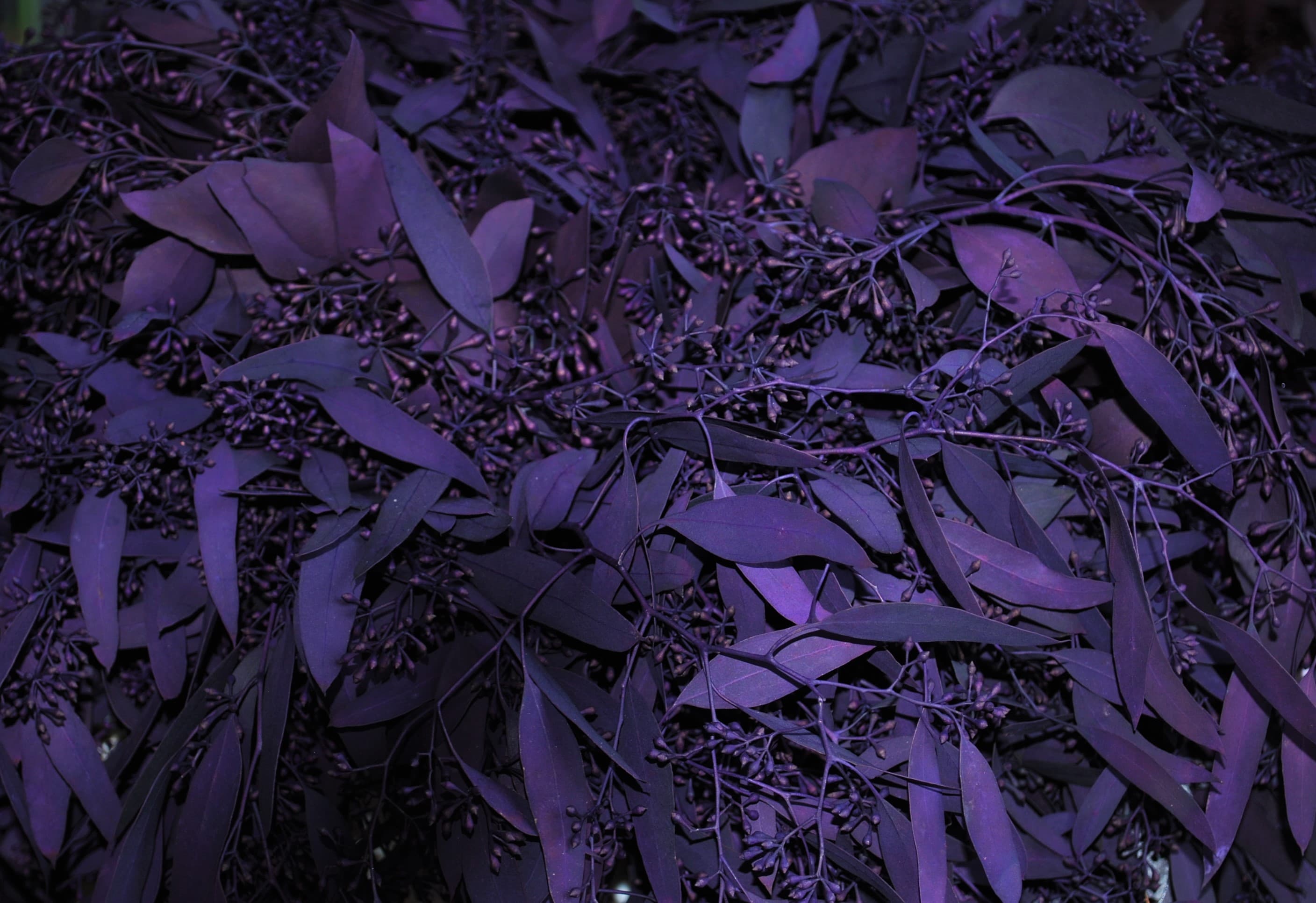 Silver Dollar Tinted Purple