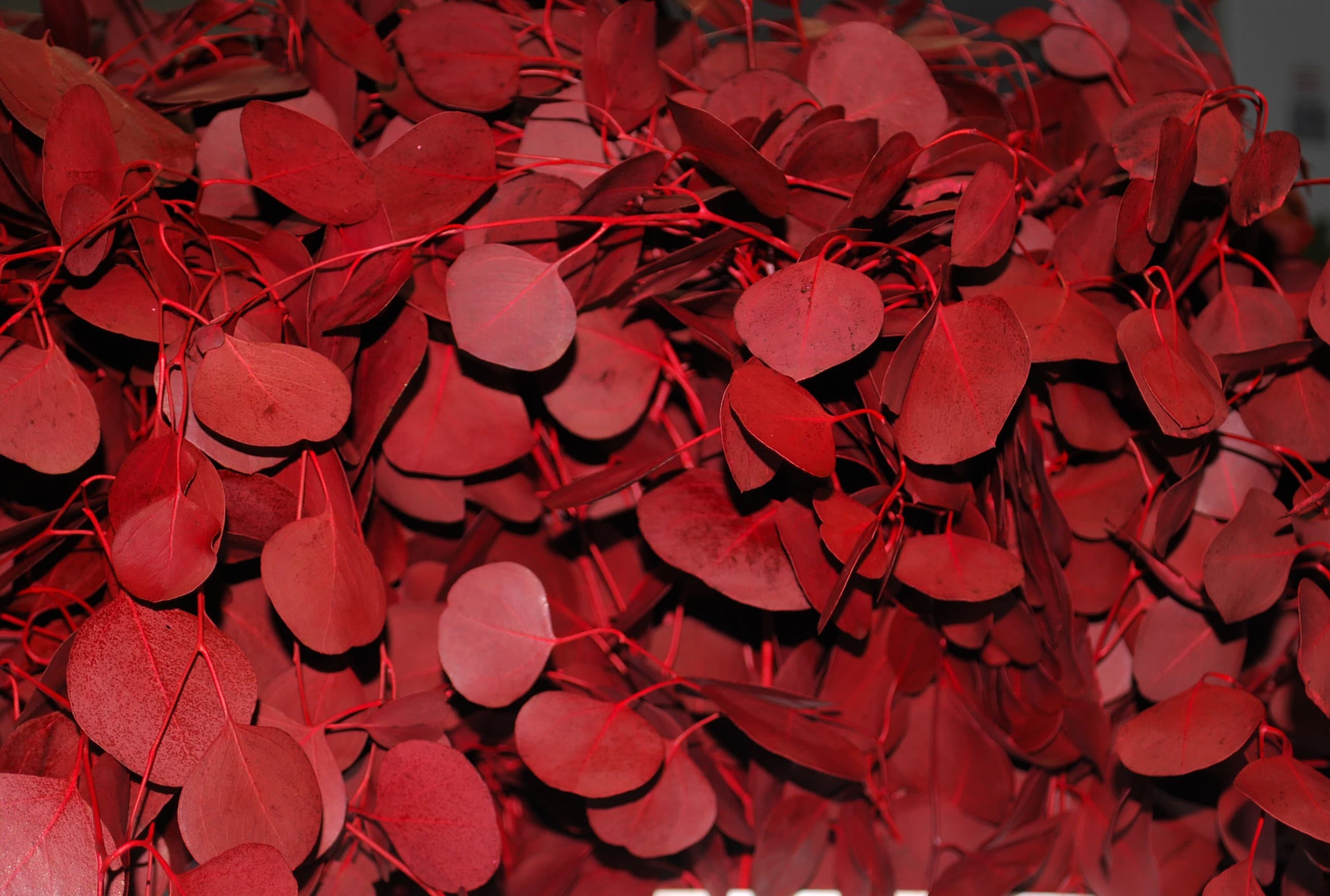 Silver Dollar Tint Red