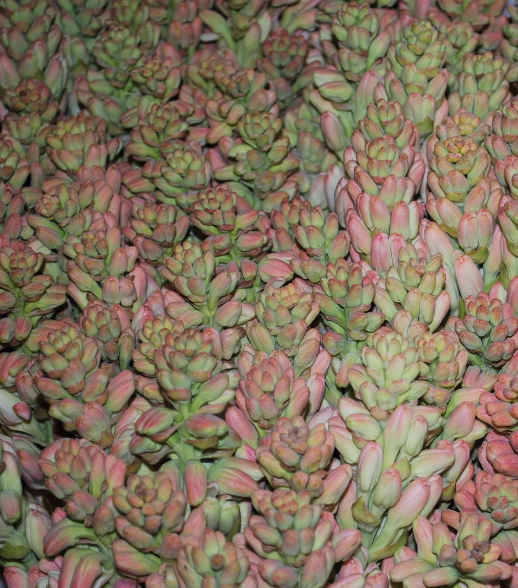 Tuberose