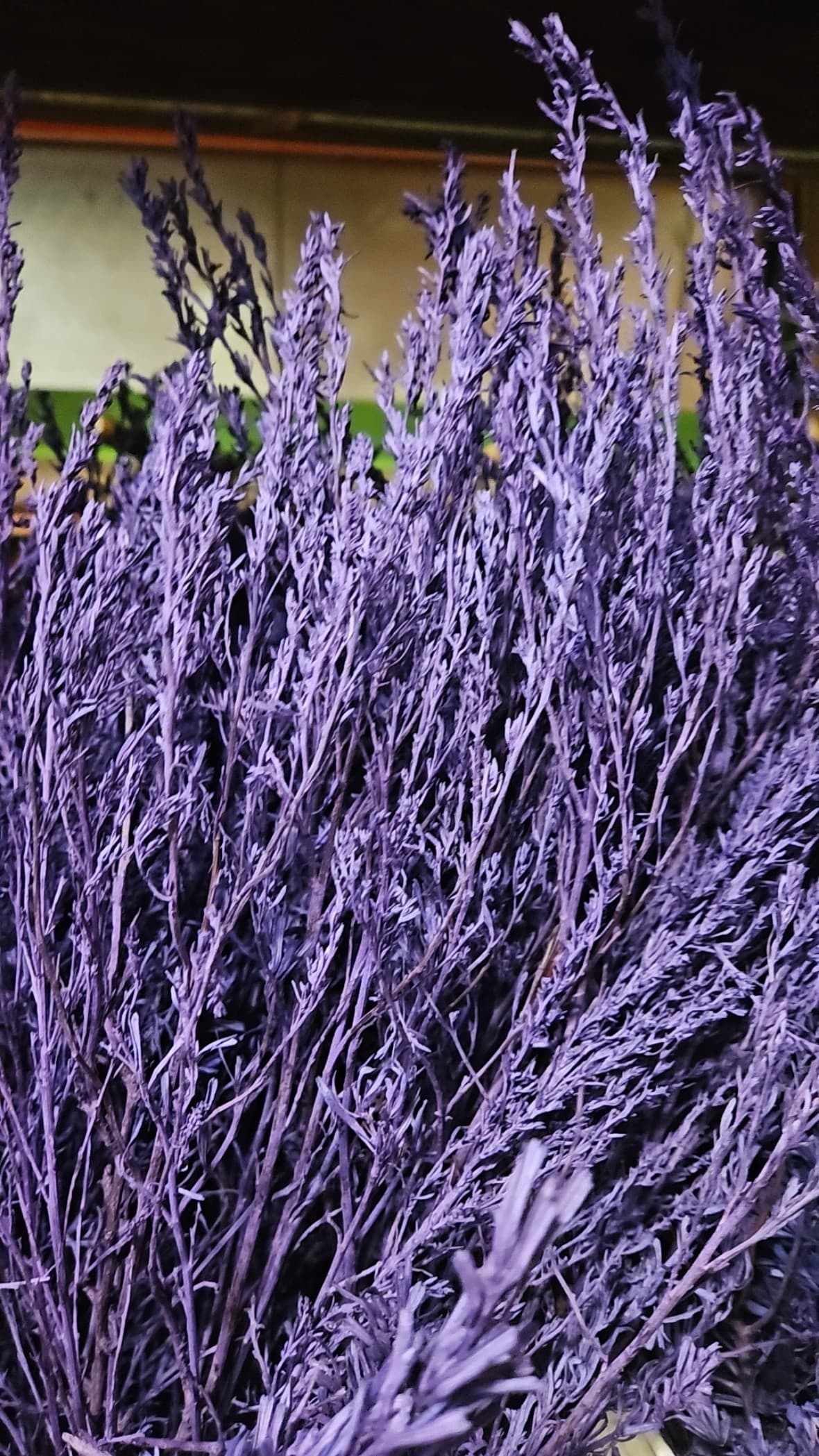 Sage Tinted Purple