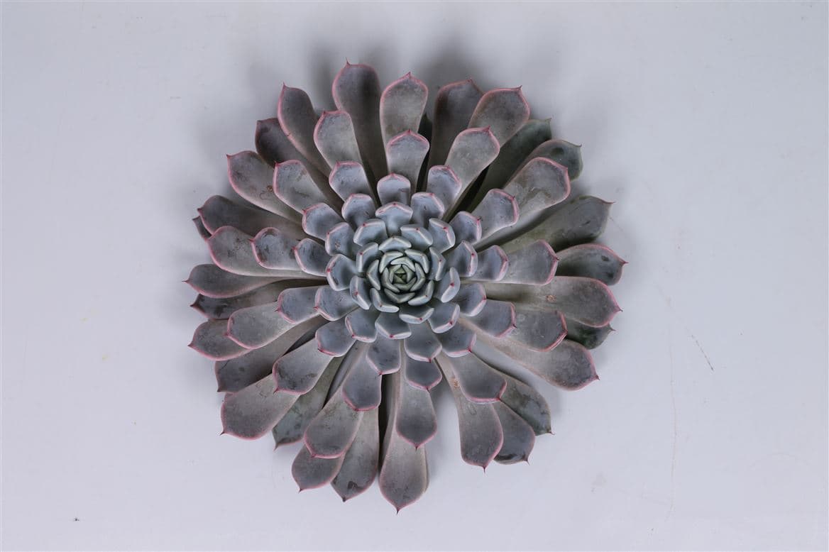 Echeveria Rosea Grey Blue 8 Cm