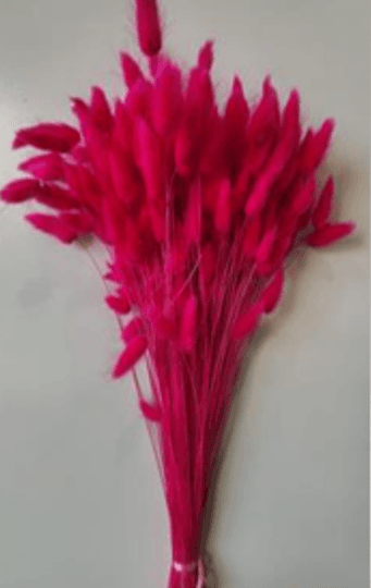 Preserved Bunny Tail Lagurus Hot Pink 100 Gr 60 Cm