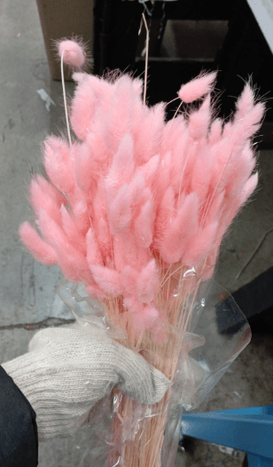 Preserved Bunny Tail Lagurus Pink 100 Gr 60 Cm