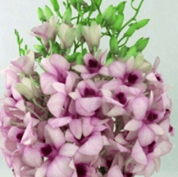 Dendrobium Morning Glory Pink Center Bi-c Ll Mng