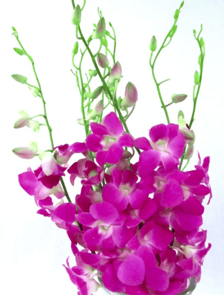 Dendrobium Hot Pink Magenta Queen Pink QP LL 55-60 cm