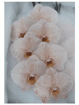 Orchid Phalaenopsis Mocha Dyed 8 Bl Dy/mca