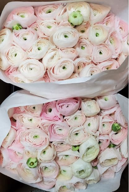 Ranunculus Hanoi Clooney Pink Blush 30 Cm