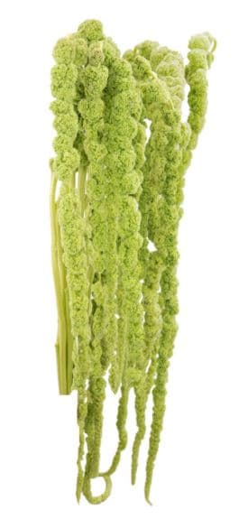 Amaranthus Hanging Green 80 Cm