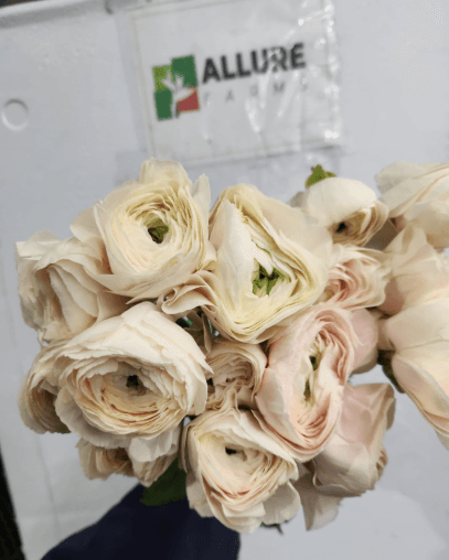 Ranunculus Hanoi Clooney Pink Blush Ec