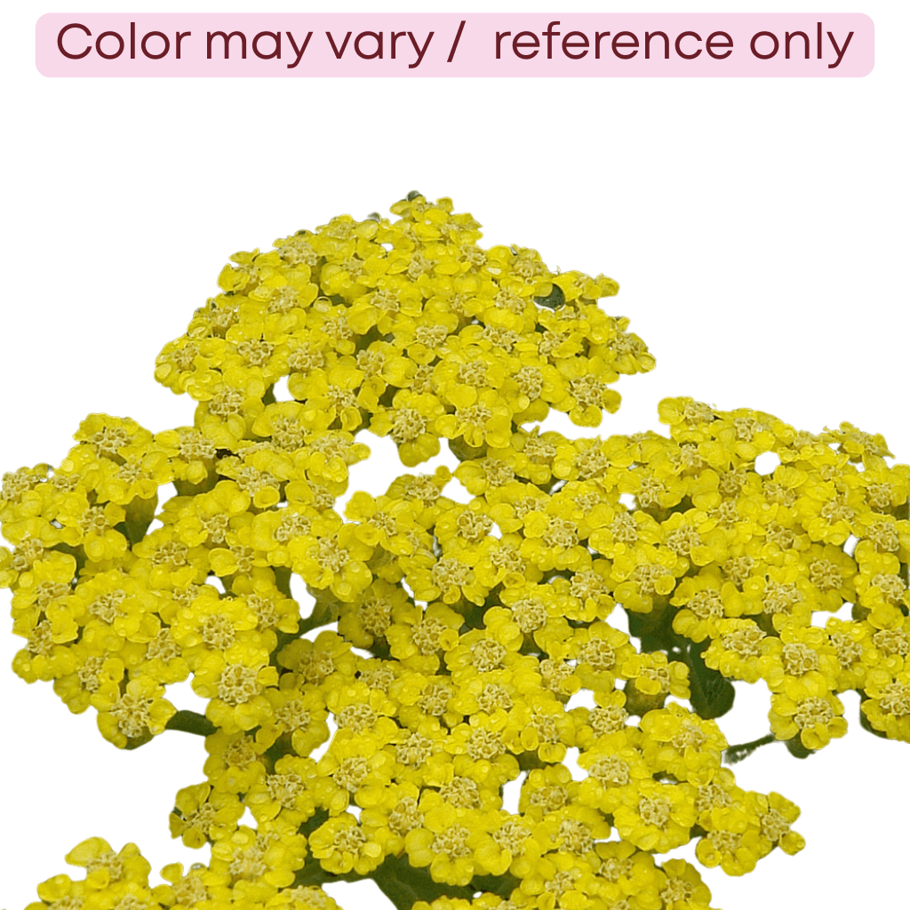 Achillea Yellow 60cm