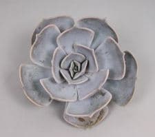 Echeveria Lilacina Grey Blue 10 Cm