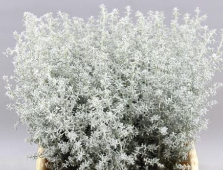 Novelty Kochia Silver 40 Cm