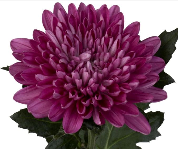 Mum Cremon Andrea Purple 70 Cm
