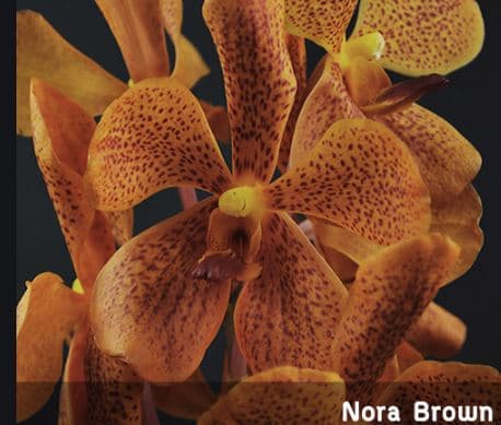 Orchid Mokara Orange Nora Brown