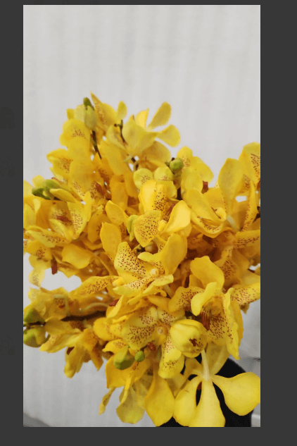 Orchid Duongpong Mokara Yellow L