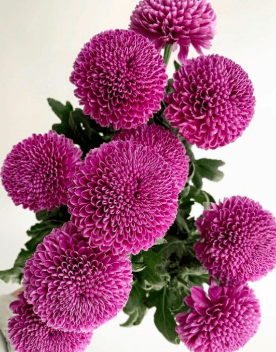Mum Cremon Disbud Ball Purple Gustav