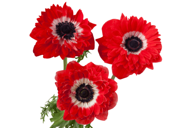 Anemone Levante Double Petal Red 30 Cm