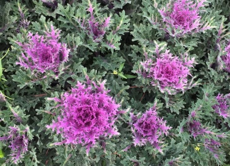 Brassica Kale Feather Purple 50 Cm