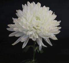 Mum Cremon Chita White W/ Green Ctr