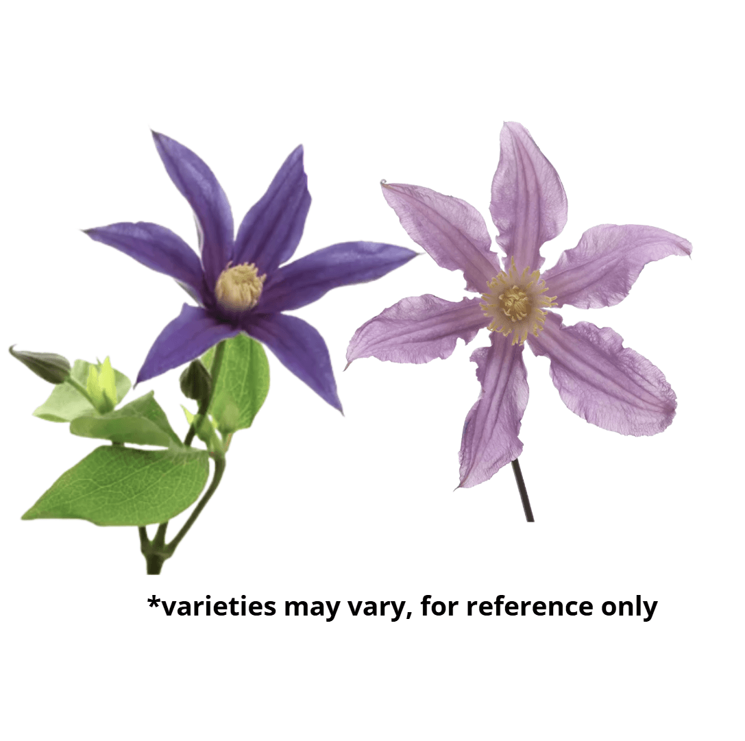 Clematis Assorted 50/60 Cm