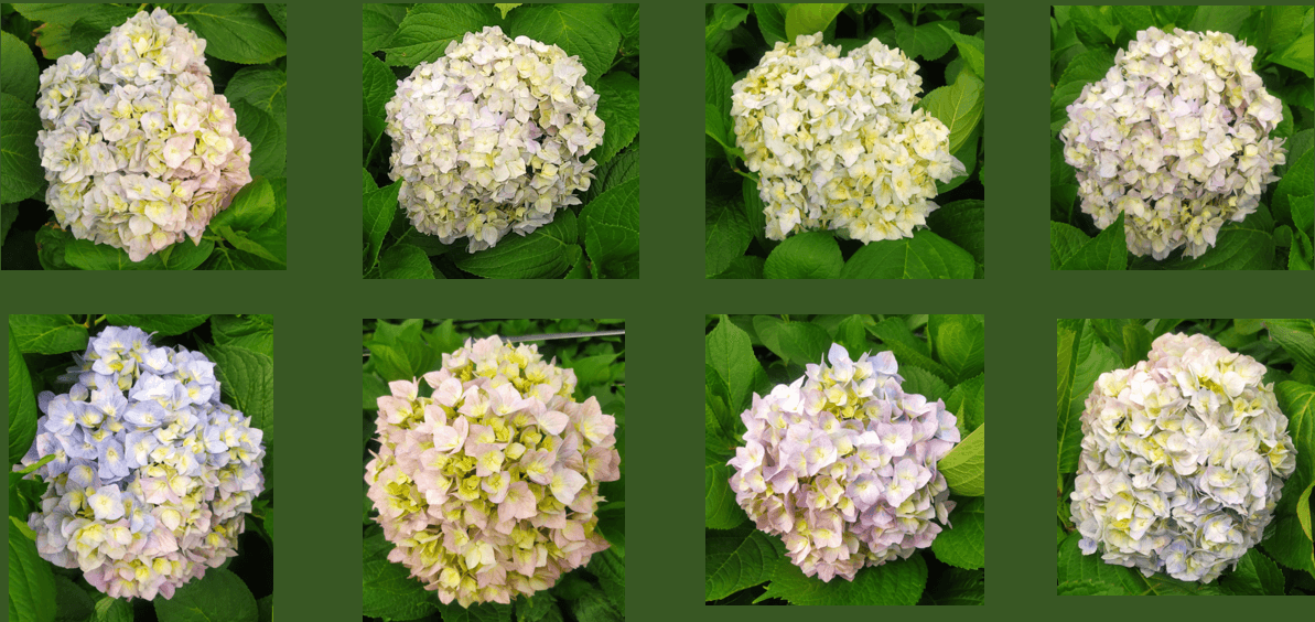 Hydrangea Aquarella Pink Lav Blue Bi-c Premium 18 Cm