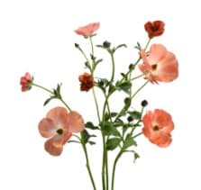 Ranunculus Butterfly Magical Salmon Salmon 50/60 Cm