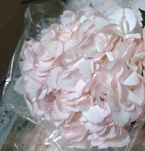 Hydrangea Pink Blush Tint Dyed Select