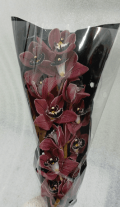 Cymbidium Red Mini Burgundy 30 Cm