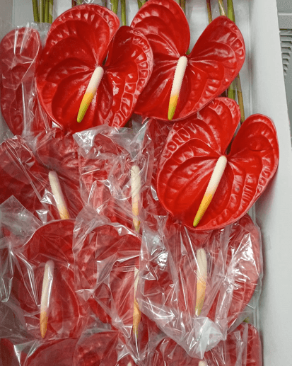 Anthurium Rambla Red Medium Nl - No Credit