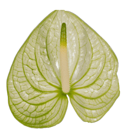 Anthurium Extase Bic White/green 11 Cm Medium - No Credit Truck!