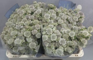 Astrantia Million Star White 50 Cm