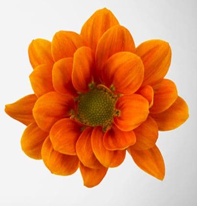 Pompon Daisy Managua Orange