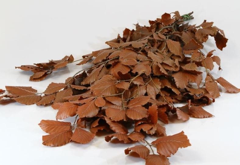 Preserved Copper Beech Brown 150 Gr - Italia