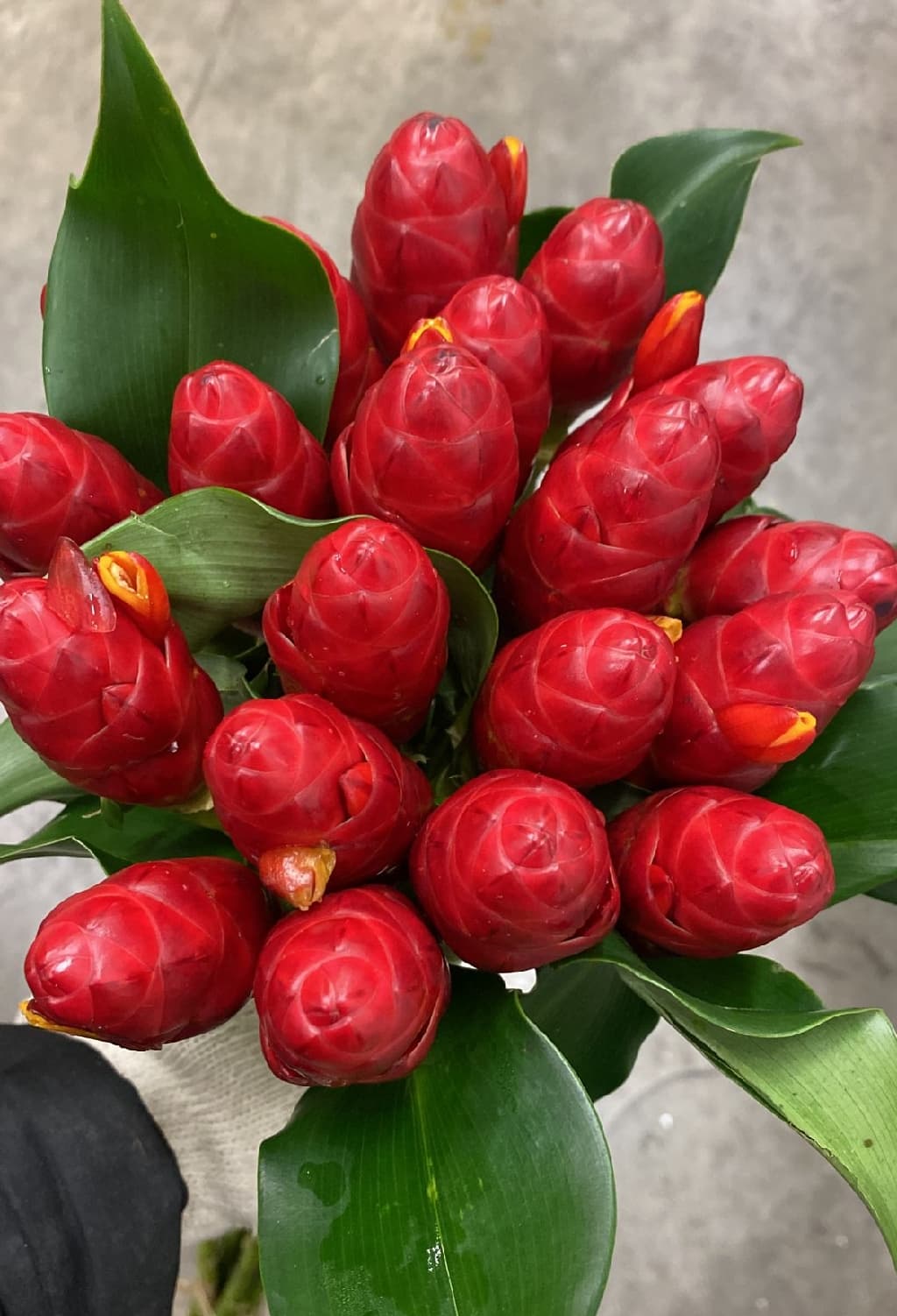 Tropical French Kiss Red (costus) Cr