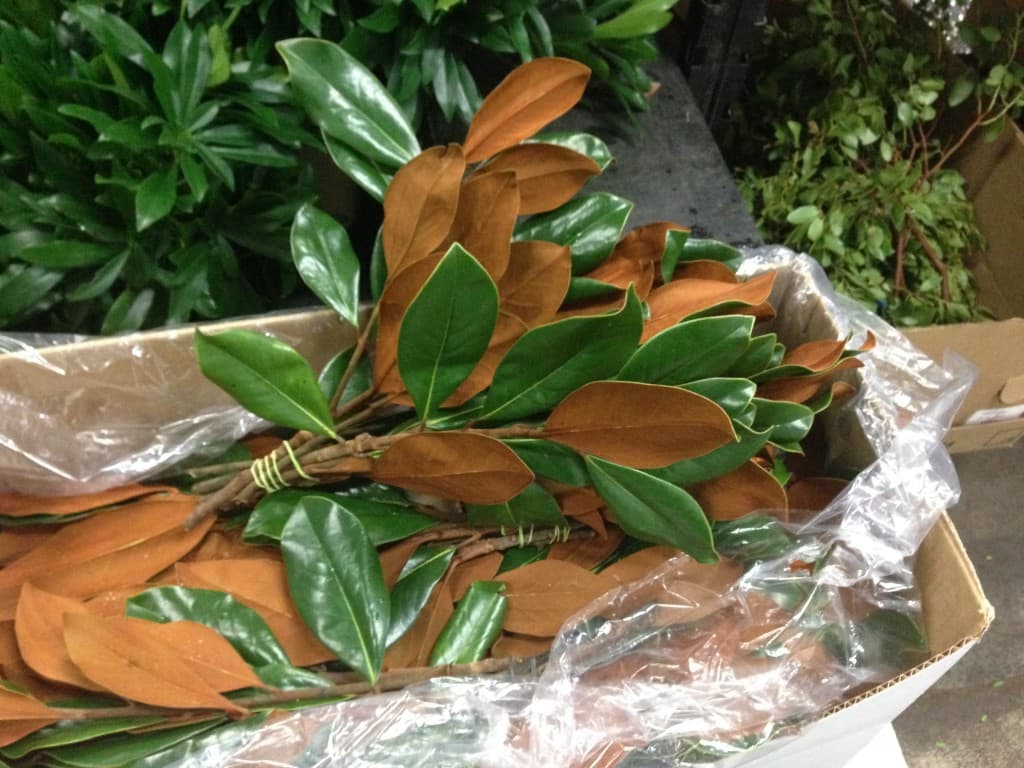 Magnolia Large Branch 24-28'' / 60 Cm +