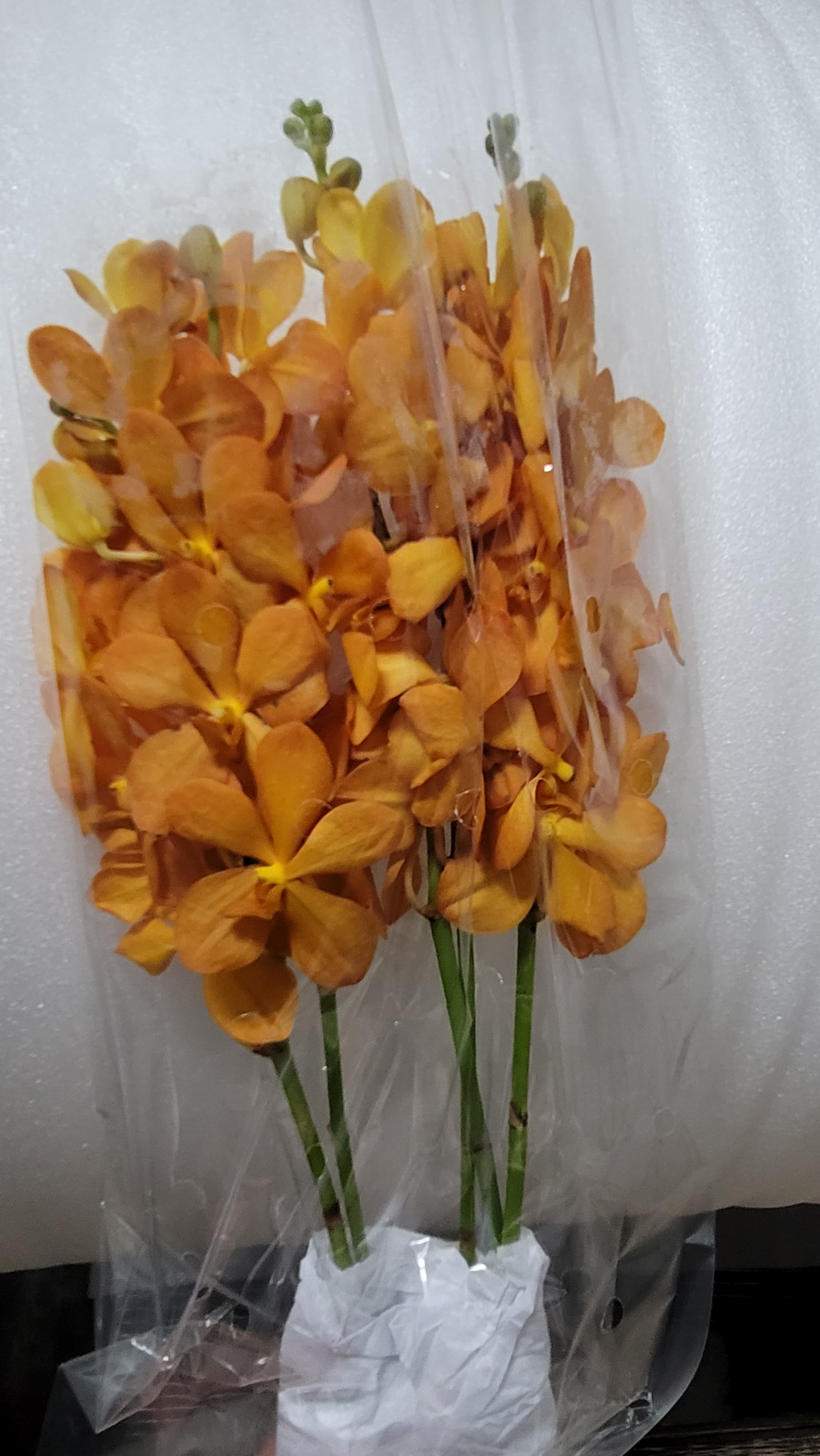 Orchid Bangkhuntian Mokara Orange Bkt L