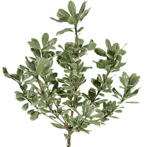Pittosporum Variegated Gr/ Wh XL - Fla