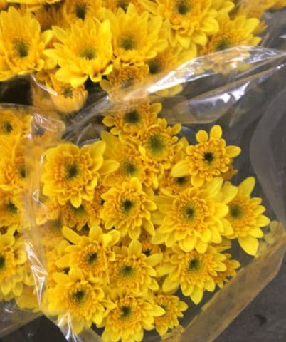 Pompon Amaris Nov Cushion Yellow