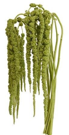 Amaranthus Green Hanging 60 cm