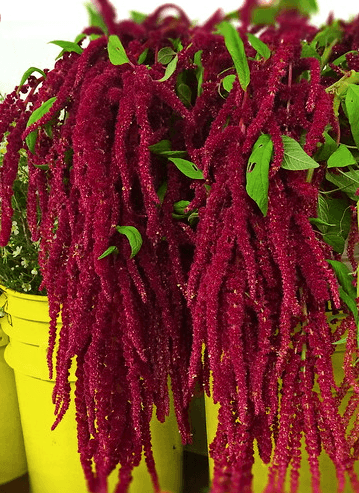 Amaranthus Hanging Red 60 Cm