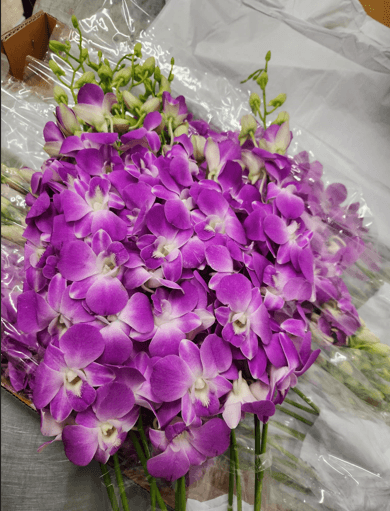 Dendrobium Pink Hot Lovely LVP LL