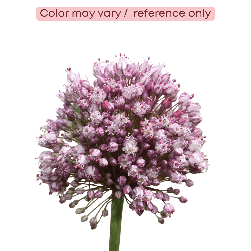 Allium Pink Lady Purple Lav 70/80 Cm