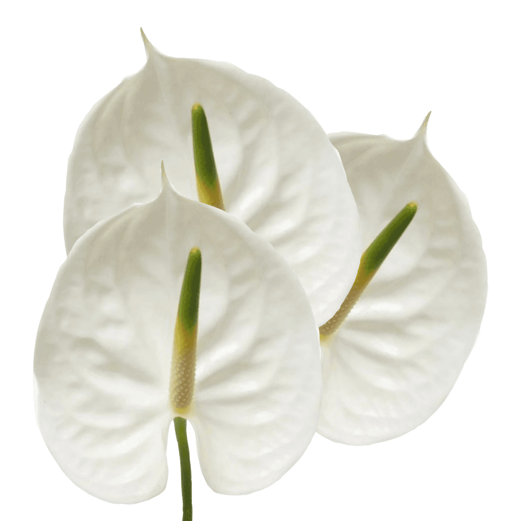 Anthurium Graciosa White Medium Nl - No Credit