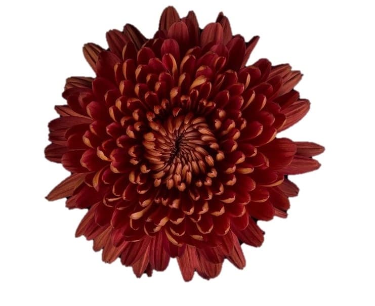 Mum Cremon Tusca Bronze-red 70 Cm Ec